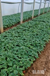 高度30厘米向日葵