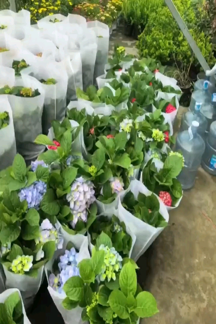 高度35厘米无尽夏绣球