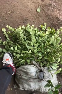 高度35厘米金森女贞