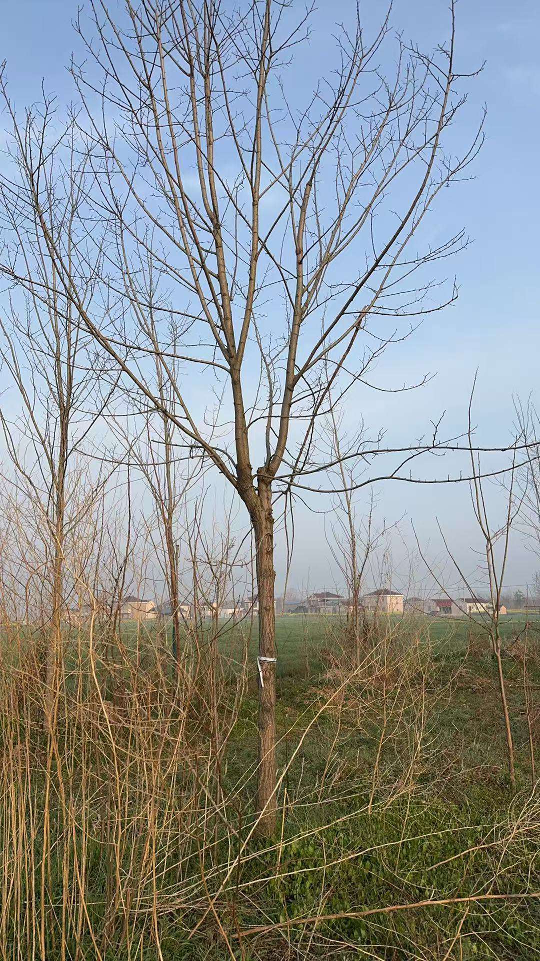 12公分刺槐