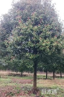 20公分红叶石楠