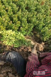 高度40厘米毛鹃小苗