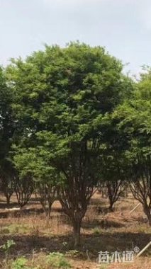 高度200厘米嘉宝果