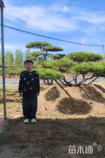 20公分造型油松