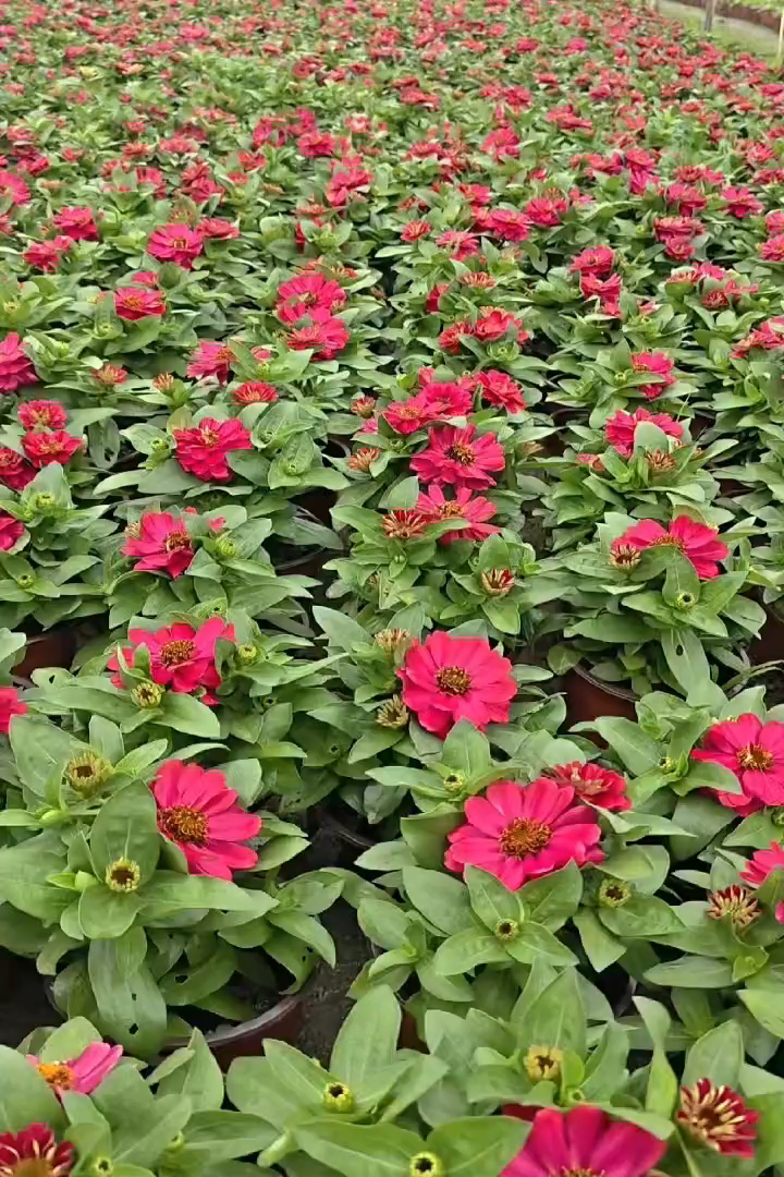 高度15厘米百日草