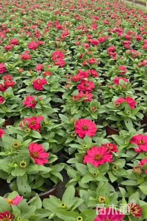 高度15厘米百日草