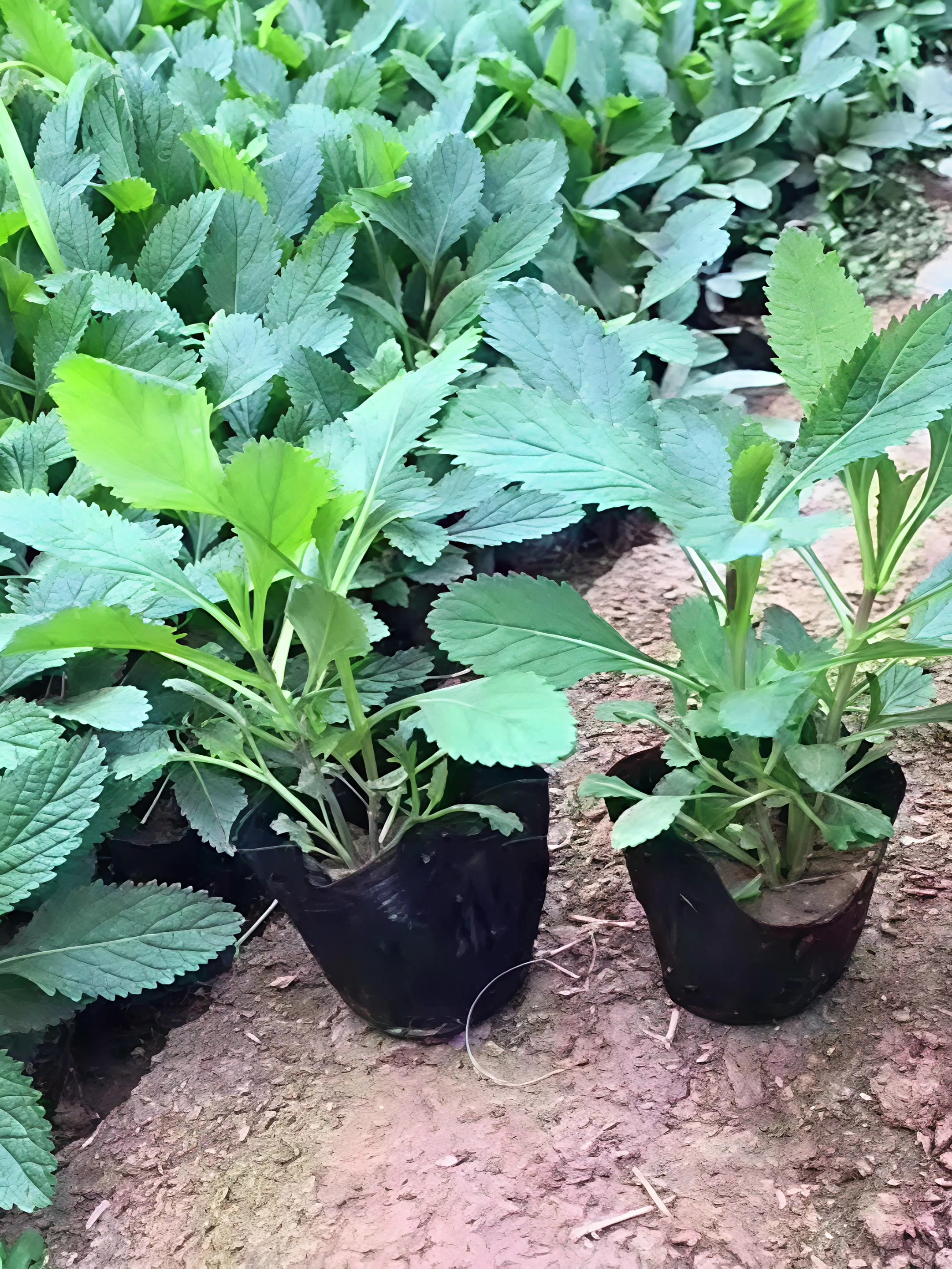 高度10厘米马鞭草
