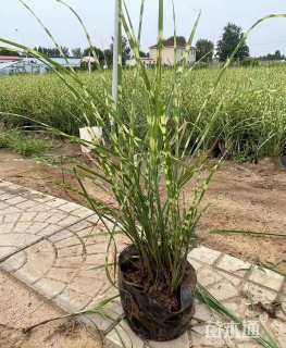 高度40厘米斑叶芒