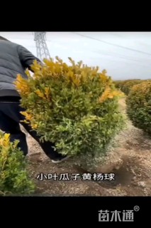 高度120厘米黄杨