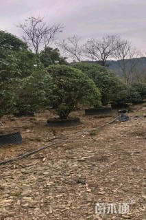 高度350厘米丛生桂花