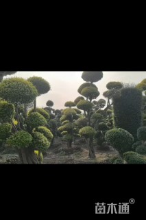 20公分造型小叶女贞