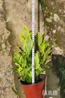 高度20厘米花叶假连翘