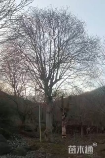 50公分紫玉兰
