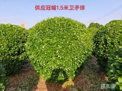 冠幅150厘米卫矛球