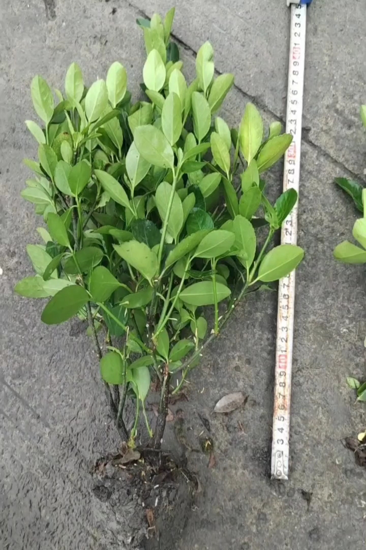 高度30厘米万年青