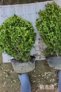 高度50厘米瓜子黄杨