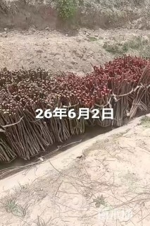 高度1厘米柽柳