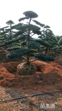 10公分造型罗汉松