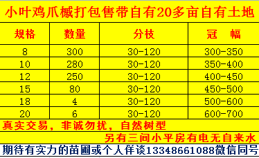 18公分小叶鸡爪槭