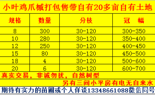 18公分小叶鸡爪槭