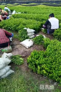 高度30厘米瓜子黄杨