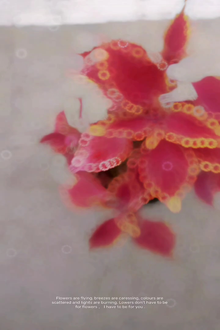 高度30厘米彩叶草