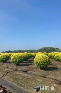 冠幅120厘米金冠女贞球