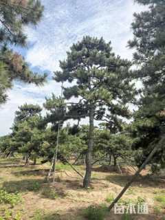 高度800厘米油松