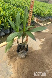 高度20厘米翠芦莉