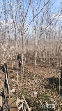 高度300厘米紫荆