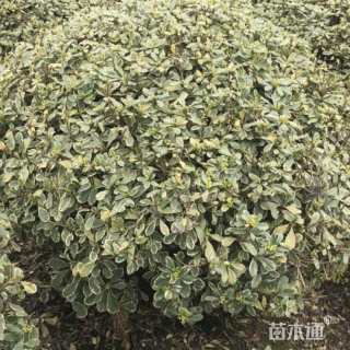 冠幅100厘米花叶海桐球