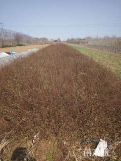 高度100厘米蔷薇