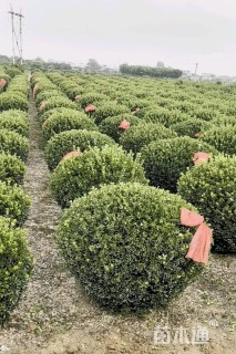 冠幅200厘米大叶黄杨球