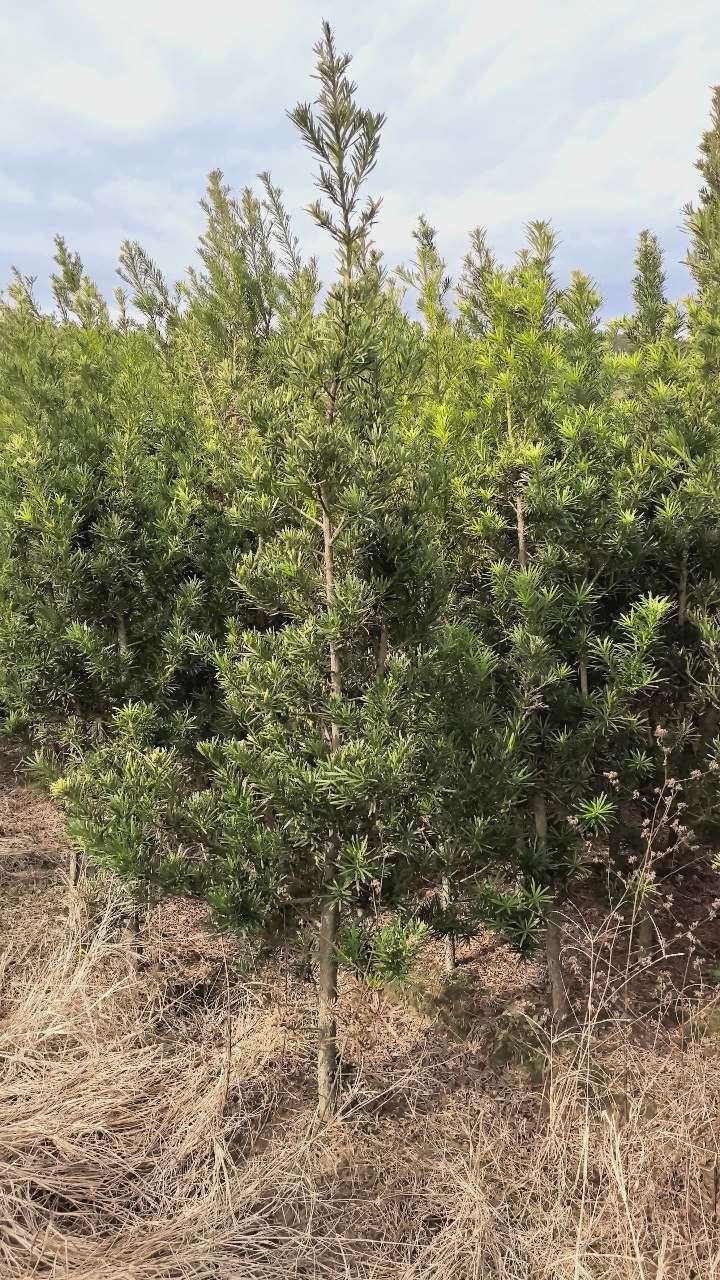 高度80厘米罗汉松小苗