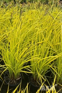 高度30厘米金叶苔草