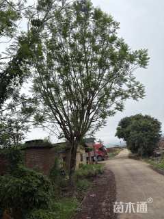 25公分蓝花楹