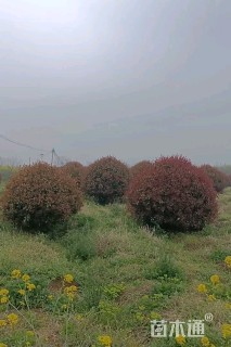 冠幅300厘米红叶石楠球
