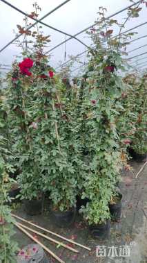 300厘米藤本月季