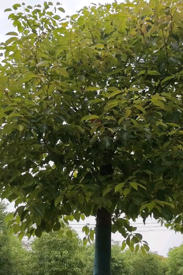 5公分香樟