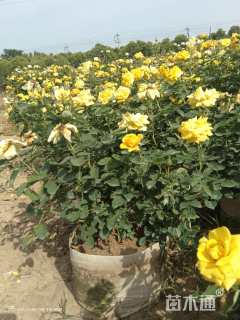 高度40厘米大花月季