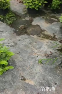 高度45厘米地中海荚蒾