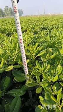 高度30厘米海桐小苗