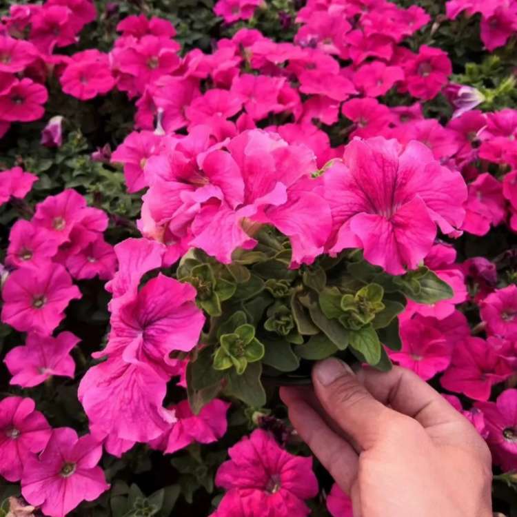 高度30厘米矮牵牛