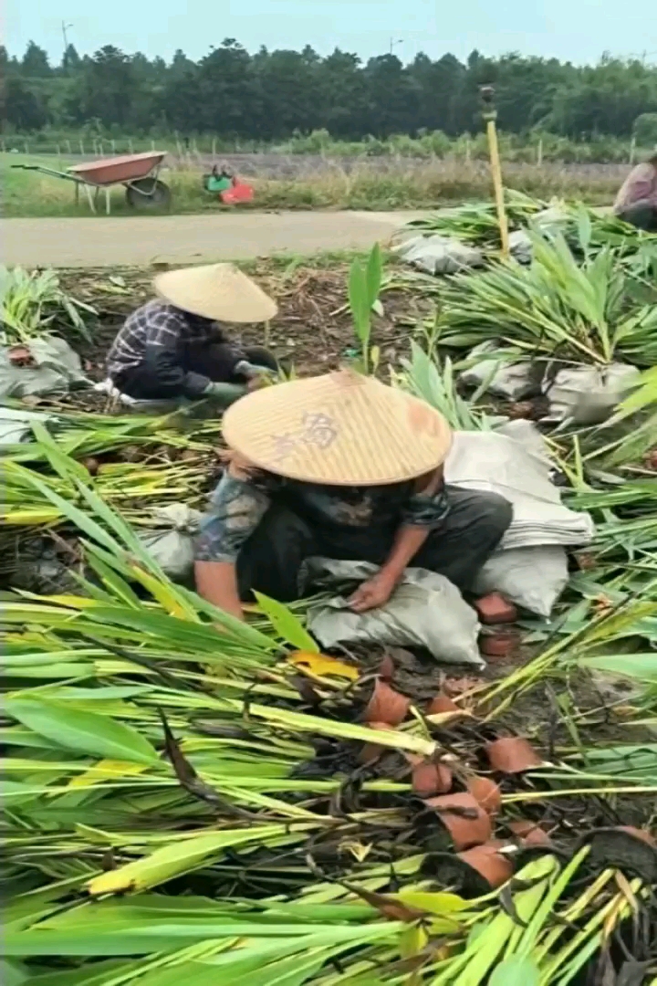 高度35厘米水生美人蕉