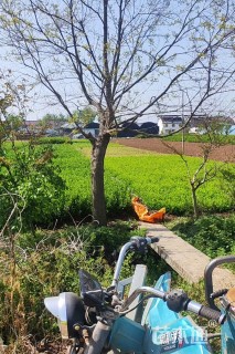 18公分乌桕