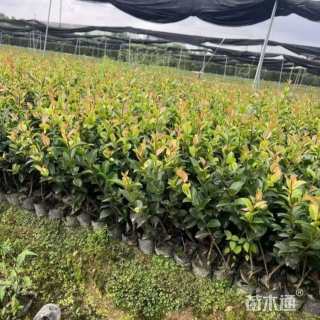 高度25厘米茶梅小苗