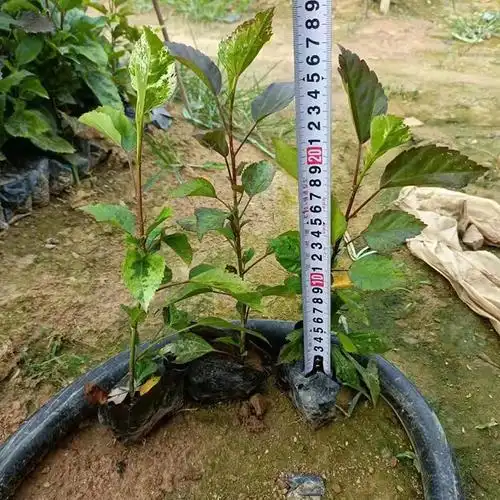 高度20厘米彩叶扶桑