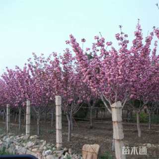 20公分樱花