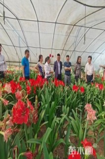 高度30厘米朱顶红
