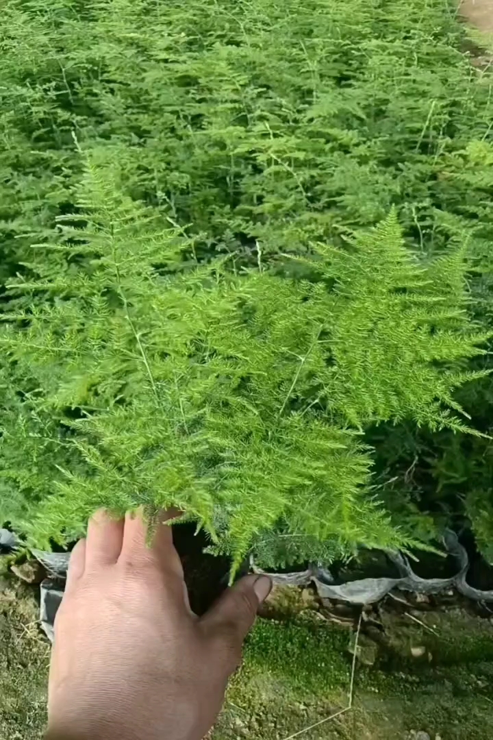 15厘米文竹